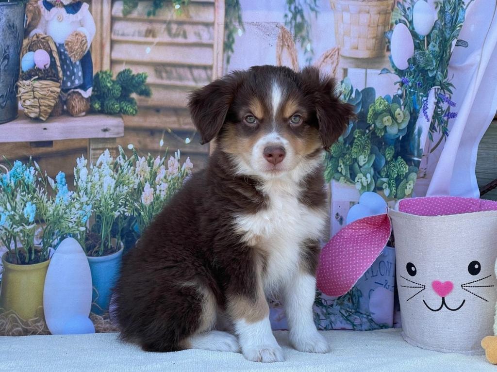 Happy adopted Mini Ranch puppy in spring garden