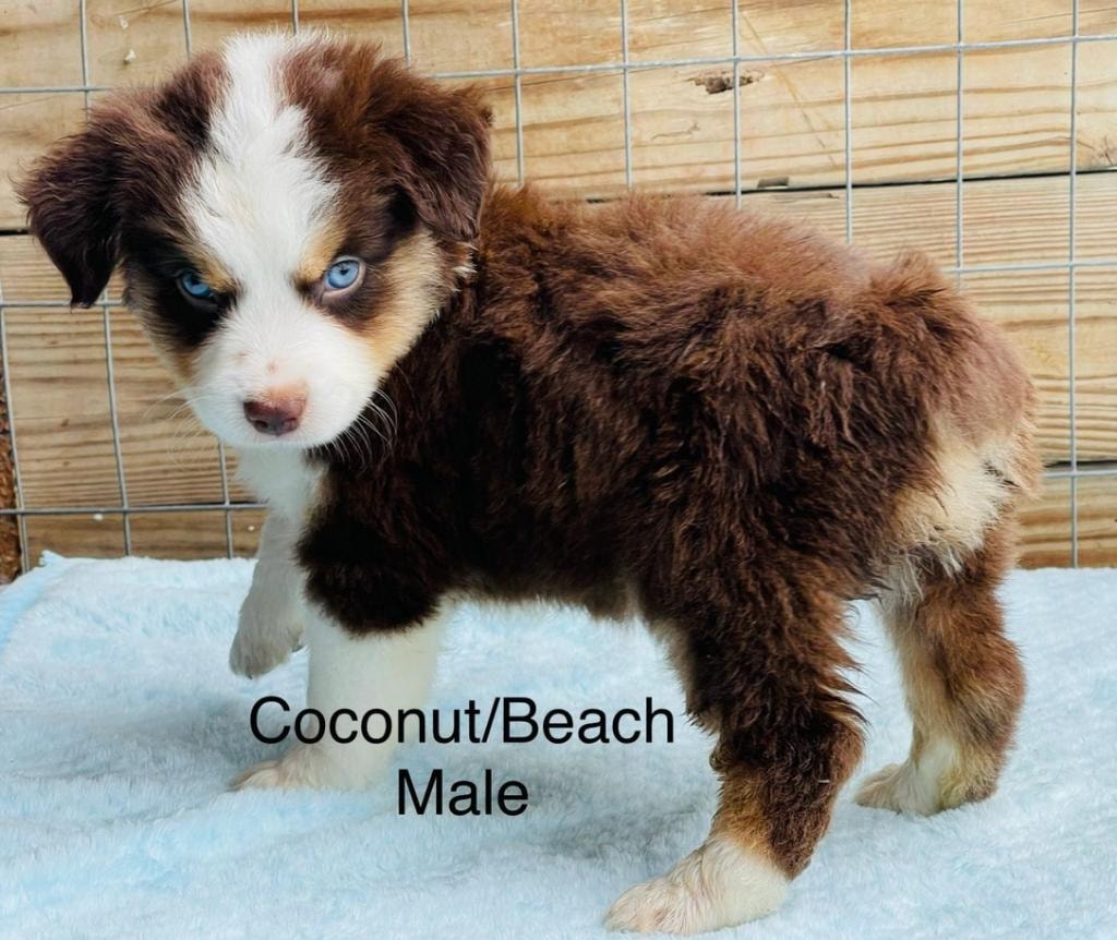 Adopted Mini Ranch puppy with blue eyes standing