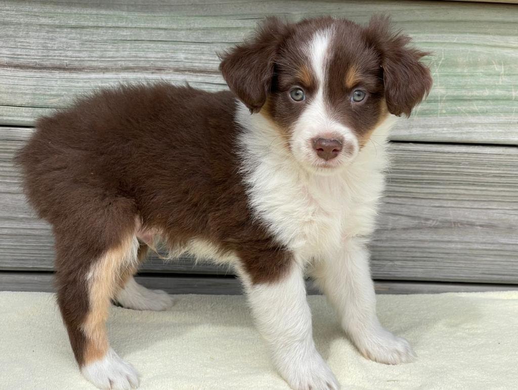 Adopted Mini Ranch puppy standing on deck