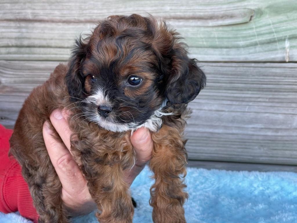 Adopted Mini Ranch puppy held in hands outdoors