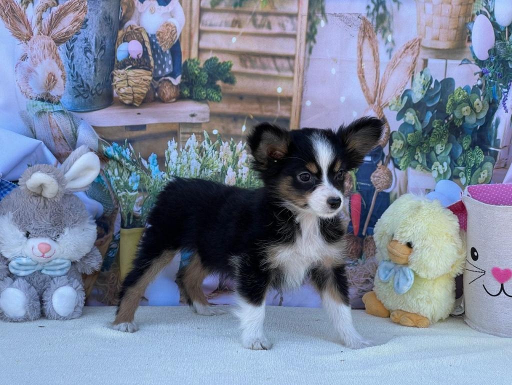 Adopted Mini Ranch puppy in new forever home
