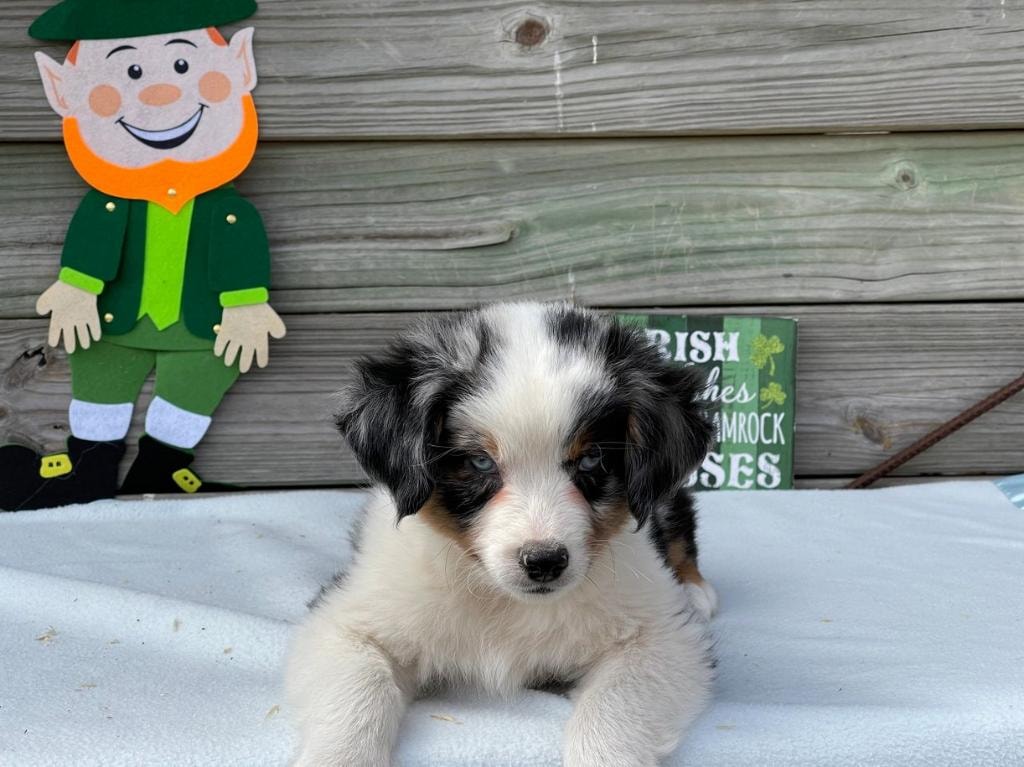 Adopted Mini Ranch puppy with holiday decoration