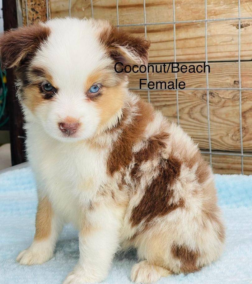 Adopted Australian Shepherd Mini puppy with blue eyes