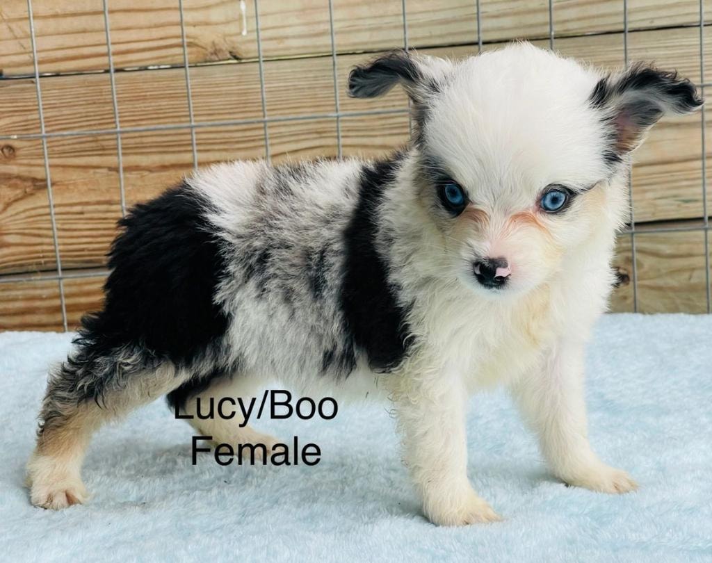 Adopted Mini Ranch puppy in loving home