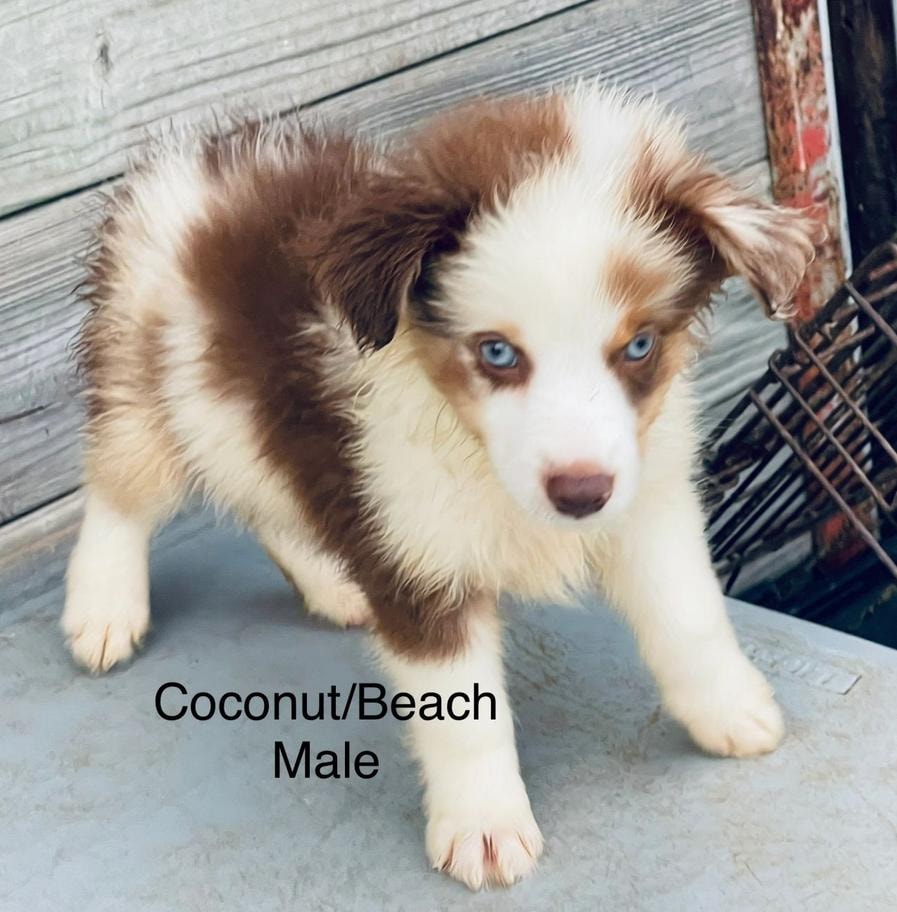 Adopted Mini Ranch puppy with blue eyes