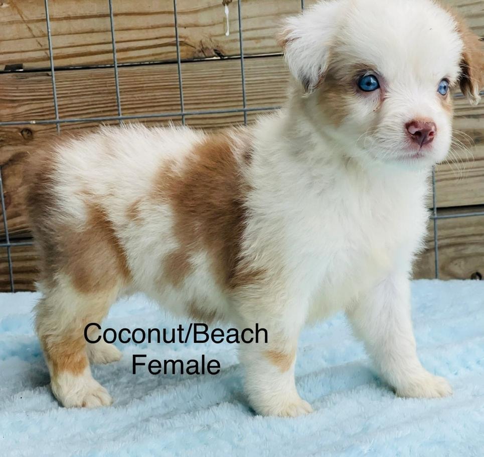 Adopted Mini Ranch puppy thriving in new home