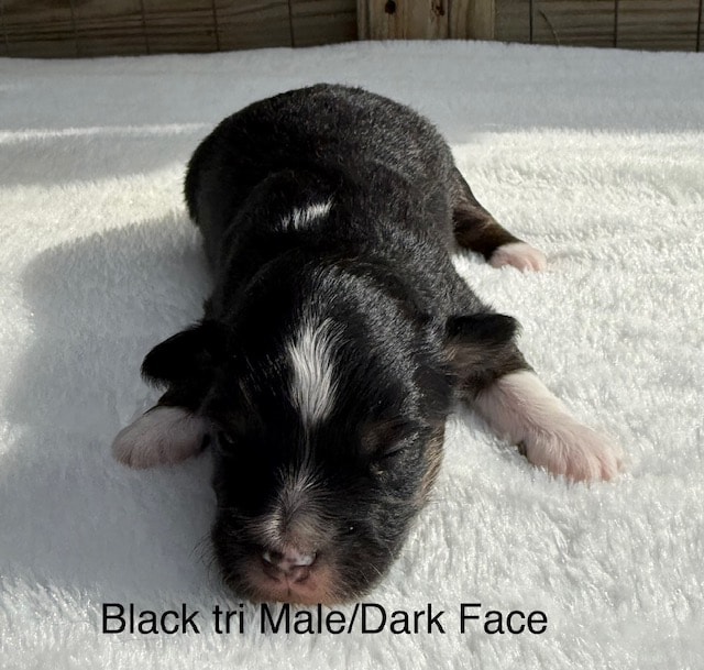 Coral × Vinny newborn Toy Australian Shepherd puppy on white blanket