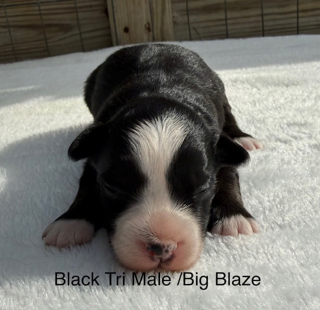 Coral × Vinny newborn Toy Australian Shepherd puppy on white blanket