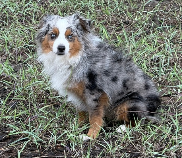 Marina — blue merle Toy Australian Shepherd dam sitting in grass