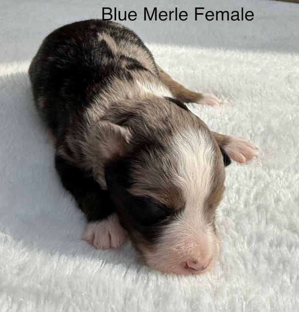 Marina × Vinny newborn Toy Australian Shepherd puppies on blanket