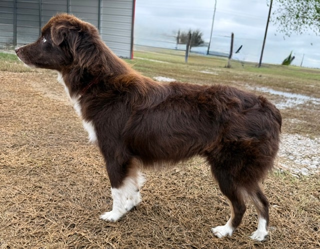 Vinny — red/white Toy Australian Shepherd sire standing outdoors