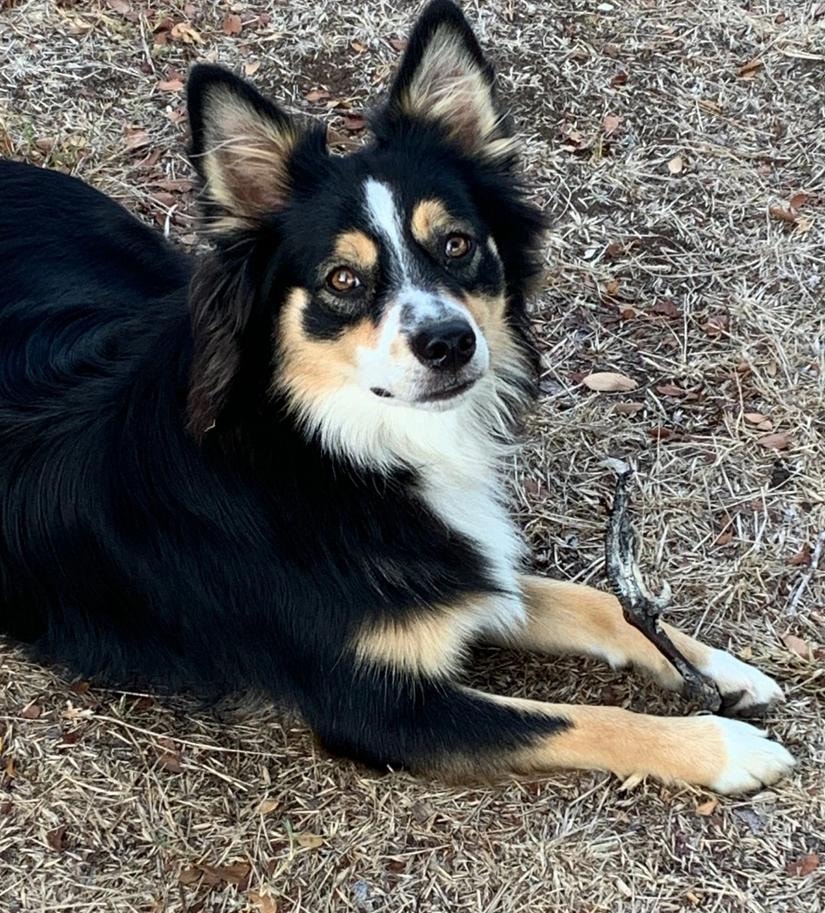 Available older dog — black tri Australian Shepherd