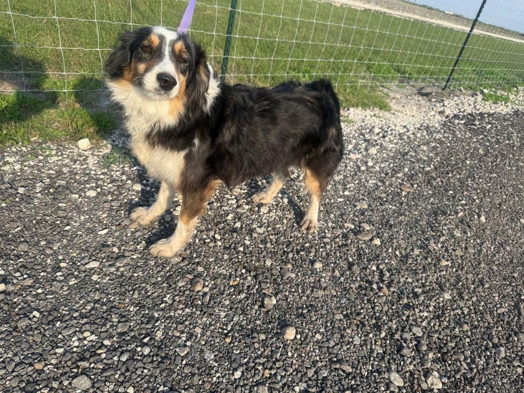 Available older dog — black tri Australian Shepherd Mini