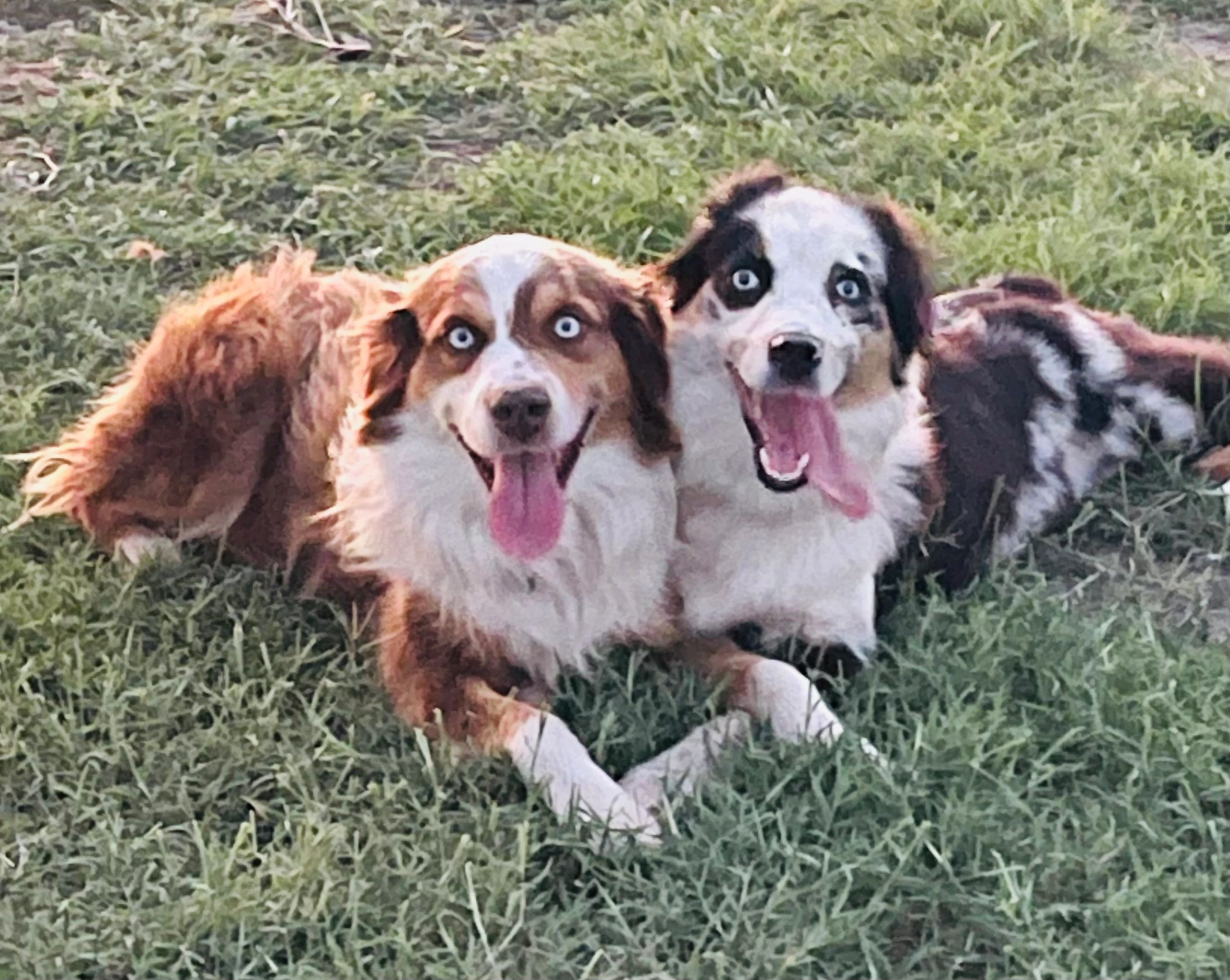 Three happy dogs at The Mini Ranch